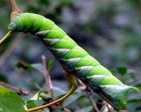 草金吃小瓜虫,战胜小瓜虫的神奇策略