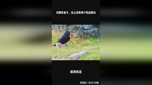 乌鸦吃瓜视频,揭秘动物界的“吃瓜群众”