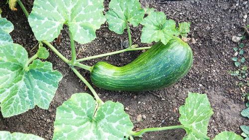 瓠瓜该怎么吃,解锁健康美味的烹饪新境界