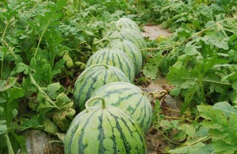 刘大瓜吃小葱,刘大瓜与小葱的趣味食缘