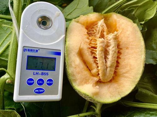 开局吃瓜全集,揭秘娱乐圈风云变幻