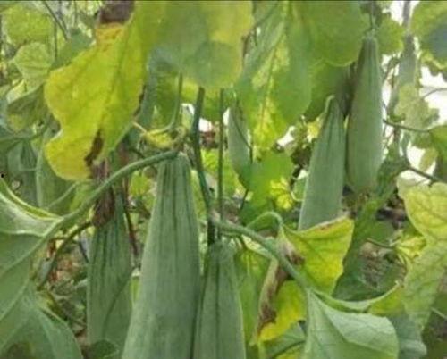 阳美村吃瓜,瓜果飘香,品味田园生活新风尚