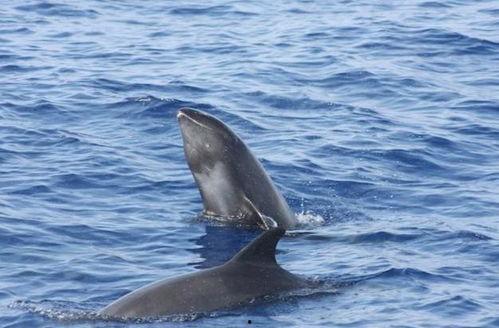 瓜头鲸吃小鱼了,海洋生态链中的自然法则