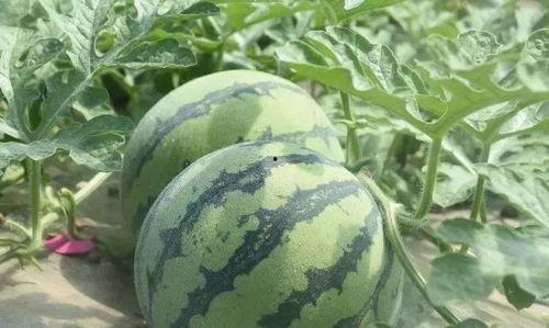 世纪咏歌吃瓜,揭秘吃瓜背后的娱乐风云