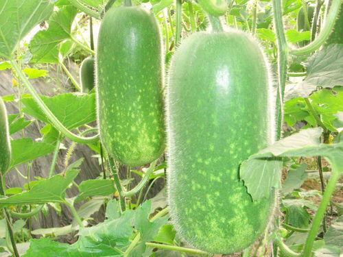 在线吃瓜的ink,揭秘“在线吃瓜”背后的ink文化现象