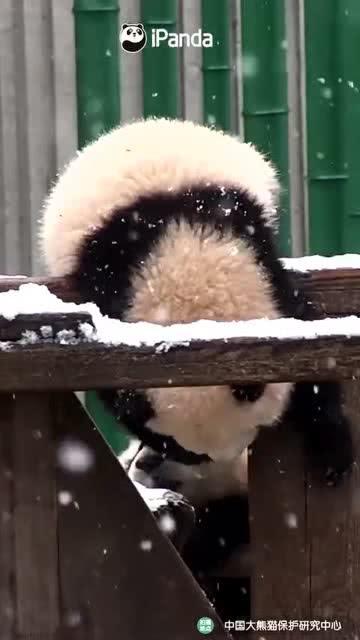 吃瓜小熊图片大全,趣味图片大全来袭