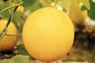 梧州吃瓜事件,一场网络热议背后的真相与反思