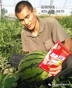 曹县吃瓜事件讲解,一场网络狂欢背后的真相与反思