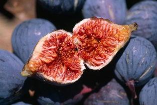 无花果吃瓜,无花果与吃瓜者的甜蜜邂逅