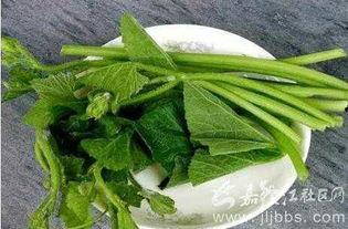 川影安仁吃瓜,一场别开生面的“吃瓜”盛宴