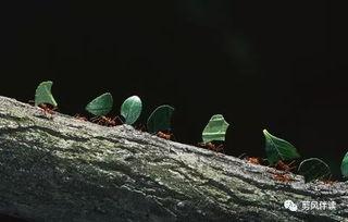 蚂蚁吃瓜的故事,一场奇妙的自然奇观