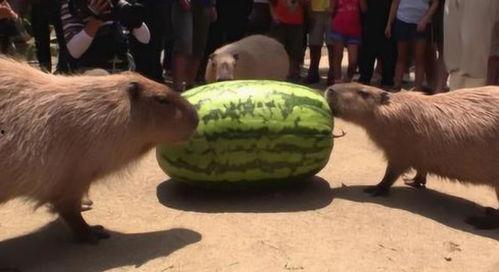 最先进的吃瓜机器,最先进吃瓜机器引领智能生活新潮流