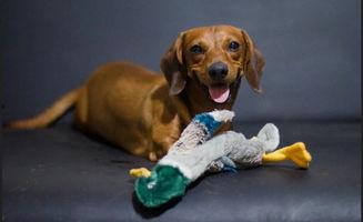 狗狗吃蓝瓜,狗狗的意外美食冒险